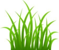 painted green juicy grass on a white background