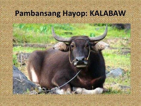 National Symbols Or Mga Pambansang Sagisag Male Models Picture