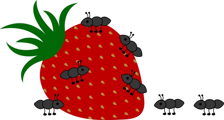 Ants Crawling On Strawberry drawing