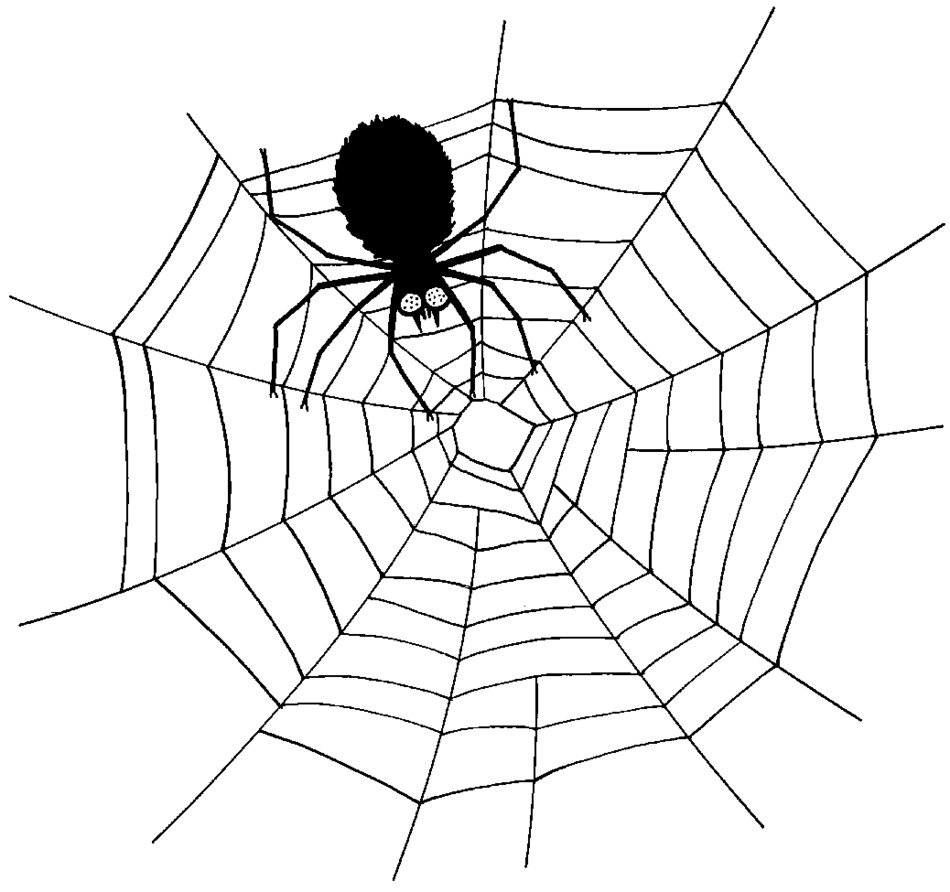 black spider on openwork web
