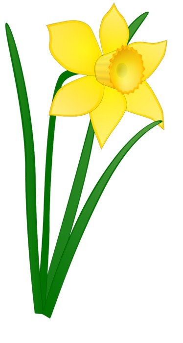 yellow daffodil as a picture for clipart