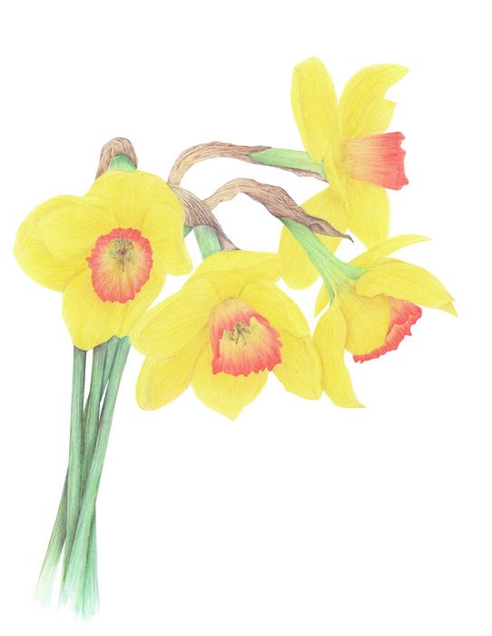 Yellow Daffodils as picture for clipart