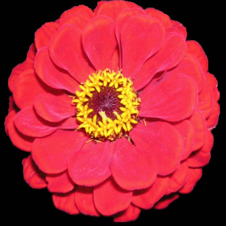 Zinnia Flower N2