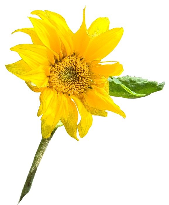 Sunflower Graphic drawing