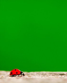 Free Printable Ladybug Tick