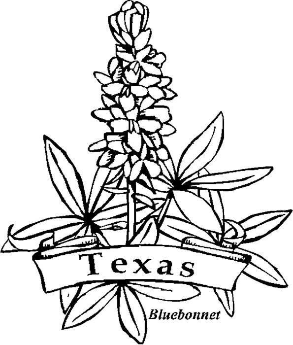 texas bluebonnet, black and white drawing