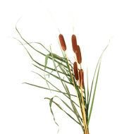 Grass And Cattails Colouring Pages Page 2