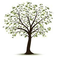 tree with small green leaves as a picture for clipart