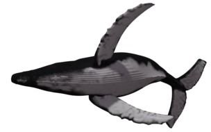 Whale Transparent drawing
