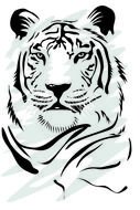 Set Of Tiger Elements Vector 02 Animal Free Download
