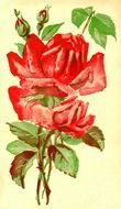 Flower Graphic Vintage drawing