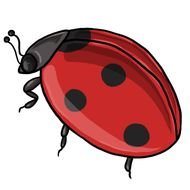 Free Ladybug 5