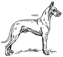 Dog Breed Coloring Pages drawing