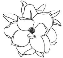 States By Phillip Martin Louisiana State Flower Magnolia
