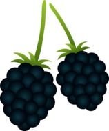 blackberry fruits with green leaves