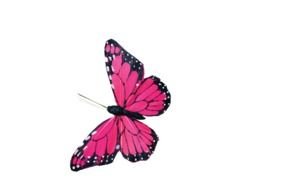 Pink Butterfly Stock drawing