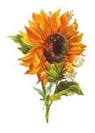 clipart of the Vintage Sunflower