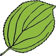 Serrate Leaf At Clkercom Vector Online Royalty