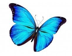 butterfly with blue wings on a white background