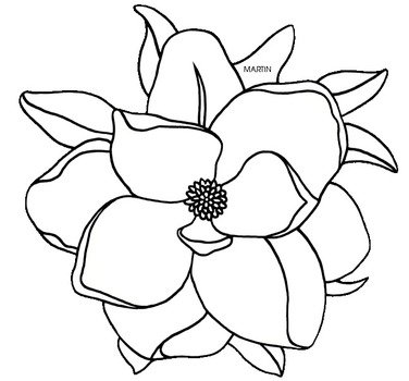 States By Phillip Martin Louisiana State Flower Magnolia