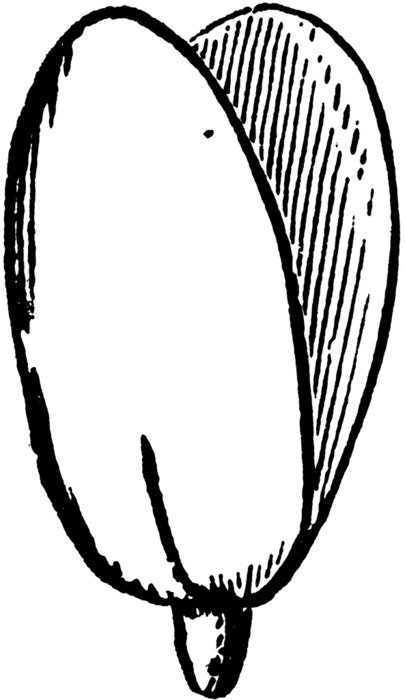 painted open seed