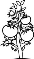 Tomato Plant with fruits, black outline