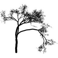 tree with crooked crowns as a picture for clipart
