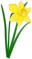bush of yellow daffodil on a white background