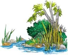 trees and reed at water, drawing