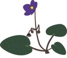 Saintpaulia Graphic Flower Vector Online Royalty