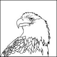 Eagle Pictures drawing