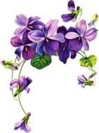 purple flowers with green leaves on a white background