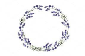 Vintage Lavender Illustration drawing