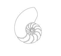 Nautilus Shell Vector Original