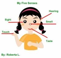 Finished Example Of Labeling The Five Senses
