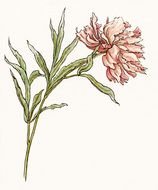 Vintage drawing of the pink flower clipart