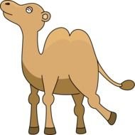 Camel14