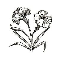 Back Flowers drawing