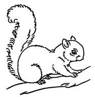 Squirrel In Tree Black And White drawing