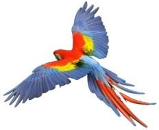 Related Pictures Parrots Png On Transparent