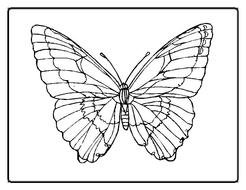 butterfly Rings drawing