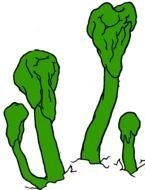 green fungus