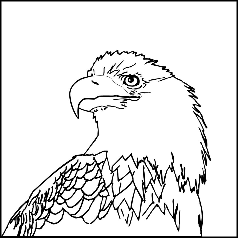 Eagle Pictures drawing