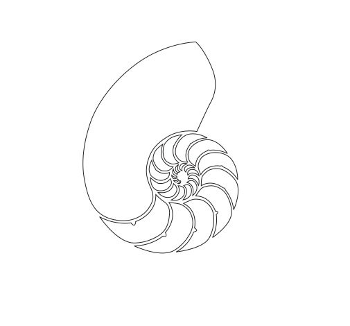 Nautilus Shell Vector Original