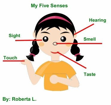 Finished Example Of Labeling The Five Senses
