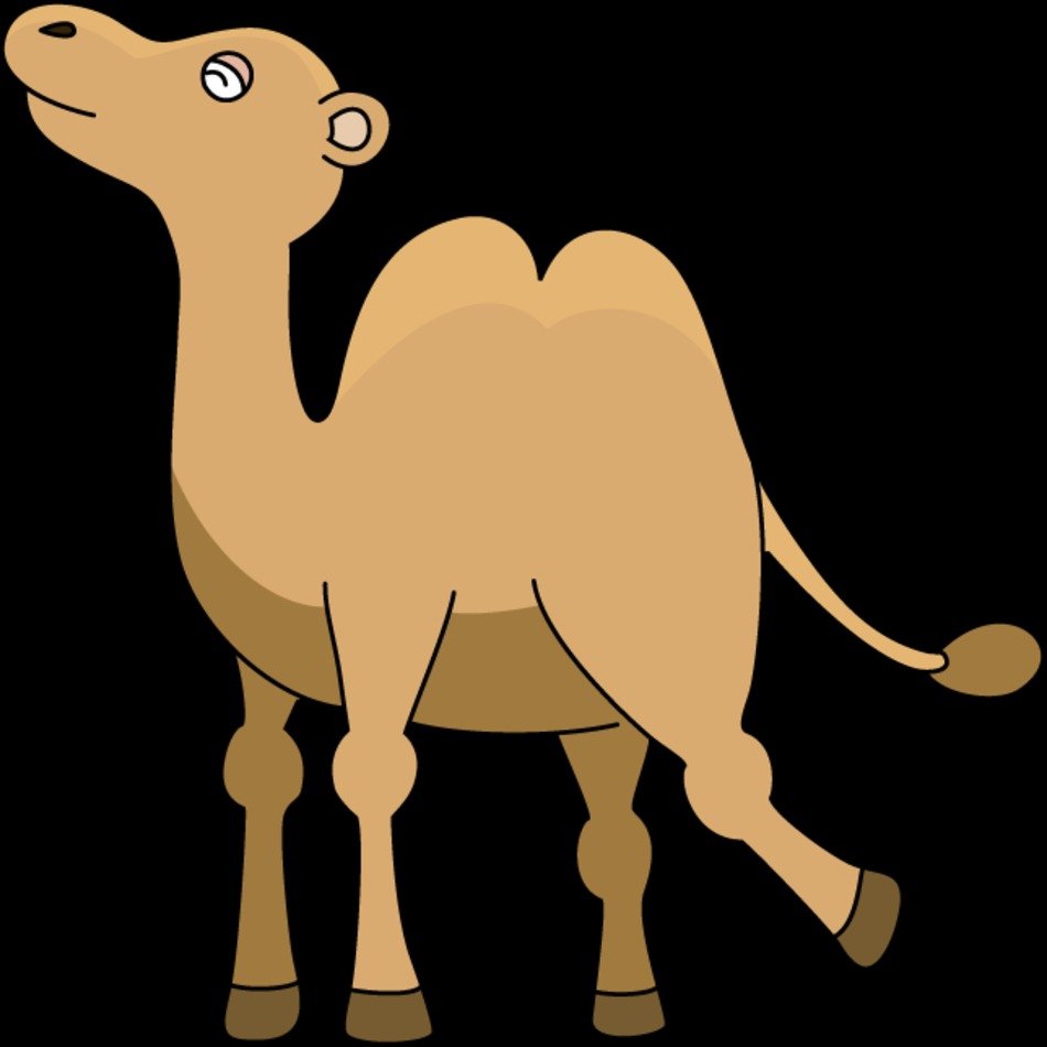 Camel14