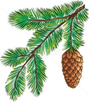 Stock Photo Vector Illustration Green Branch Of Pine Tree clipart