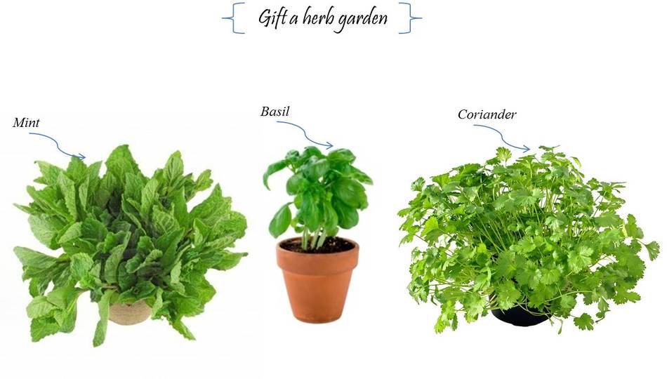 Clipart of types of potted plants