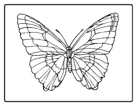 butterfly Rings drawing