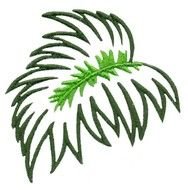 drawing of green Palm Leaf